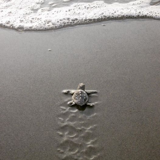Why Inlet Beach is the best kept secret in 30A